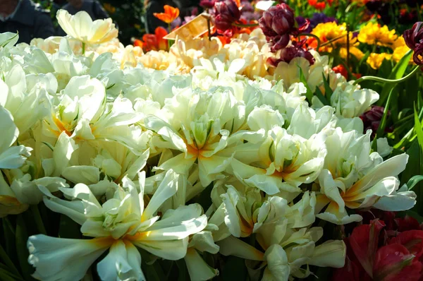 Красиві білі тюльпани — стокове фото