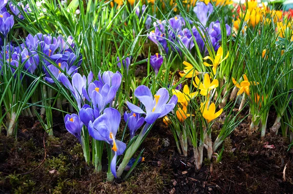 Красиві весняні квіти — стокове фото