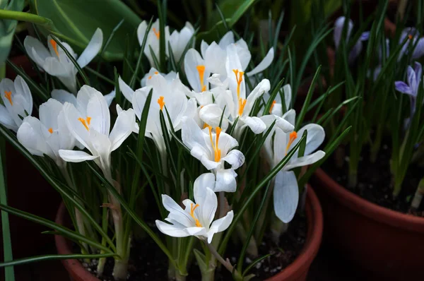 Bellissimi fiori di croco primaverili in una pentola di argilla — Foto Stock