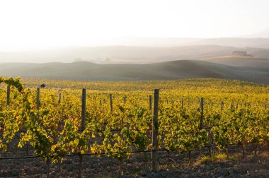 Sunrise, Toskana, İtalya altında bağ üzüm sarmaşıklar satırları