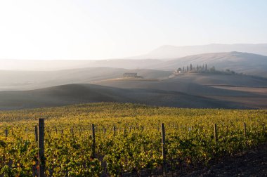 Tuscany, İtalya - 13 Ekim 2017: Sunrise, Toskana, İtalya altında bağ üzüm sarmaşıklar satırları