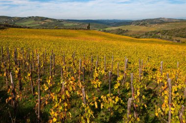 Sonbahar, Chianti, Toskana, İtalya bağ üzüm sarmaşıklar satırları