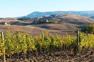 Tuscany, İtalya - 13 Ekim 2017: Satırlarının üzüm sarmaşıklar bağ Güz, Val Dorcia, Tuscany, İtalya.