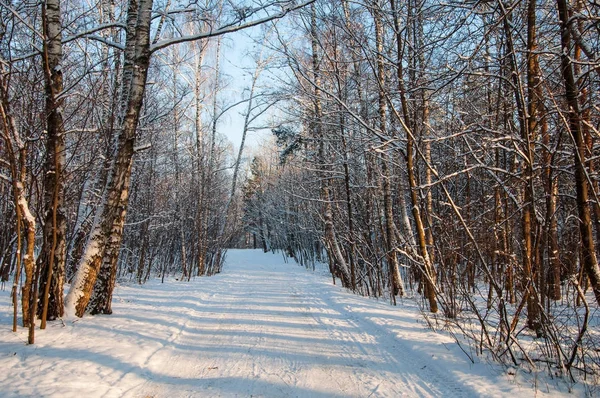 겨울에 화창한 오후에 겨울 숲에서 아름 다운도 — 스톡 사진