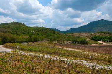 Tayland Hua Hin hills bağ görünümünü.