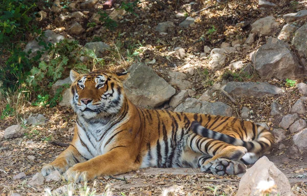 Tigre se trouve à l'ombre sur les rochers — Photo