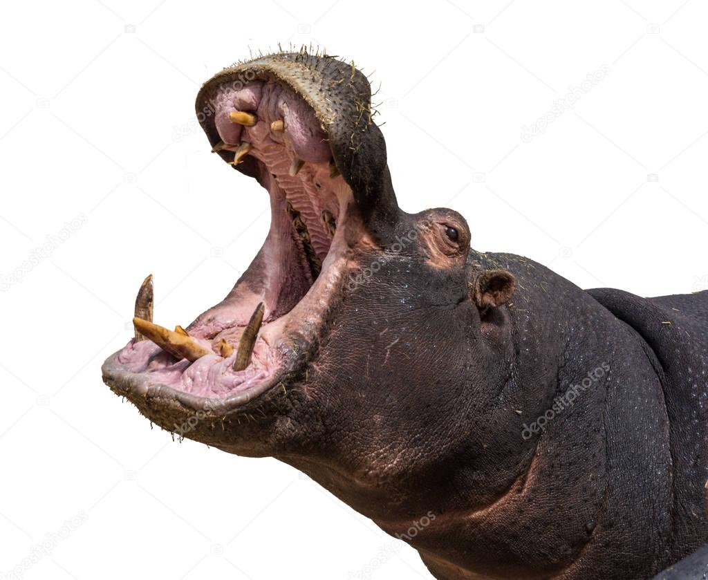 Hippo opening jaws. Head closeup. White background