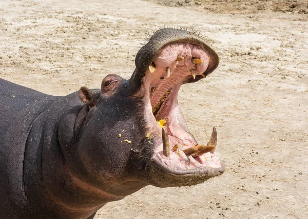 Mandíbulas de abertura de hipopótamo. Fechar a cabeça na vida selvagem . — Fotografia de Stock