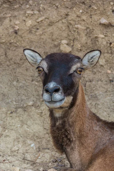 Femal Moufflon, Ovis Musimon, Scena della fauna selvatica dalla natura . — Foto Stock