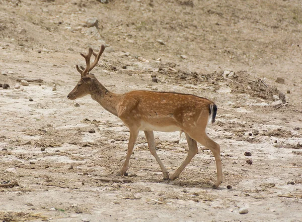 Fallow Deer Dama Dama walks through a mountain valley Royalty Free Stock Images