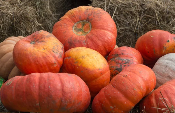bir sürü büyük turuncu kabak