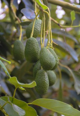 Bir Avokado ağacı dalına olgunlaşma yedi taze avokado demet.