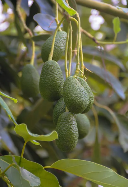 Bunch of seven fresh avocados ripening on an avocado tree branch.