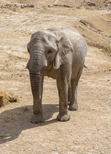 Африканський слон, ходьба на сухих рівнині. Дикої природи сцени в природі Хабітат. — стокове фото