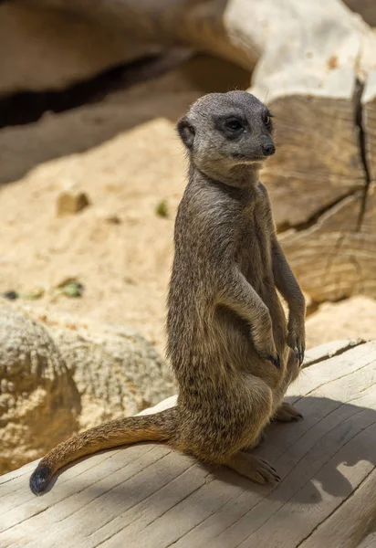 Szurikáta Suricata suricatta állandó tipikus helyzetben portréja — Stock Fotó