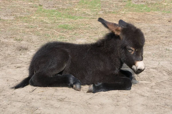 Svart baby burro åsna liggande på marken. Solig dag. — Stockfoto