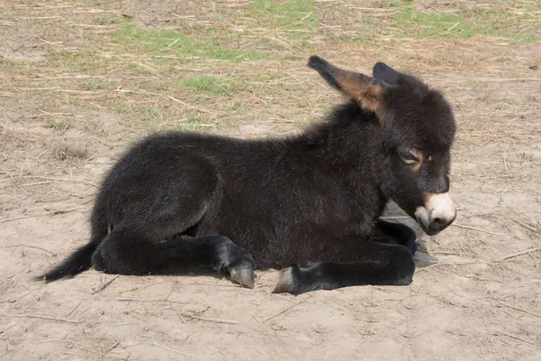 Asino nero con burro per bambini sdraiato a terra. Giornata di sole . — Foto Stock