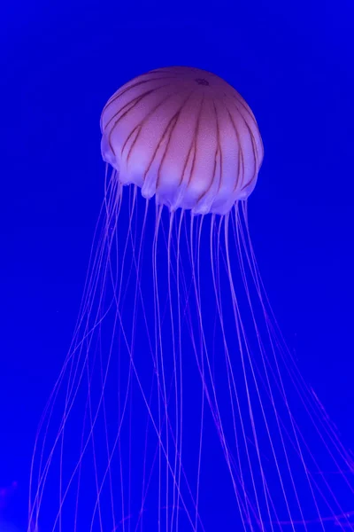 Medusas Chrysaora pacifica —  Fotos de Stock