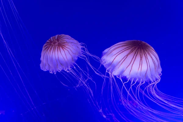 Dos medusas Chrysaora pacifica —  Fotos de Stock