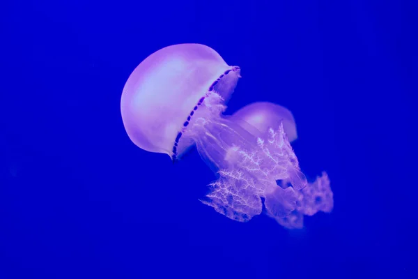 Jellyfish Rhizostoma pulmo — Stock Photo, Image