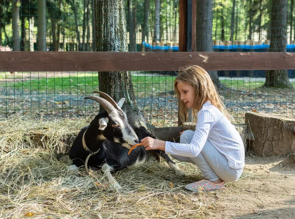 Chica joven alimentando cabra en granja — Foto de Stock