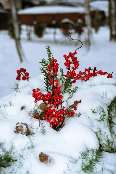 Kar altında kırmızı böğürtlenli dallar — Stok fotoğraf