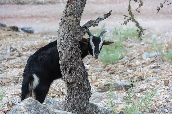 Cabra doméstica asomándose detrás de un árbol. Isla Rhodes. Grecia. Espacio de copia — Foto de Stock
