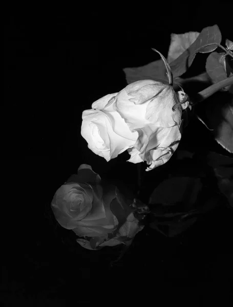 白バラと黒ガラスの反射 — ストック写真