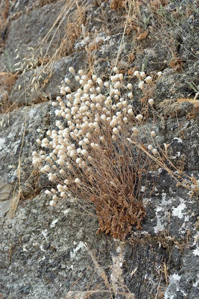 Fiori bianchi secchi nelle crepe della pietra selvatica — Foto Stock