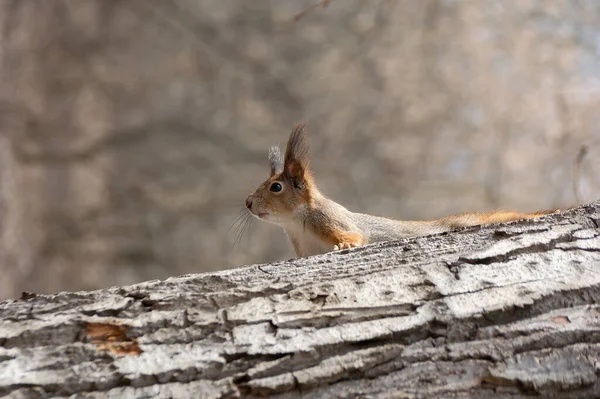 Una ardilla curiosa mira detrás de un tronco — Foto de Stock