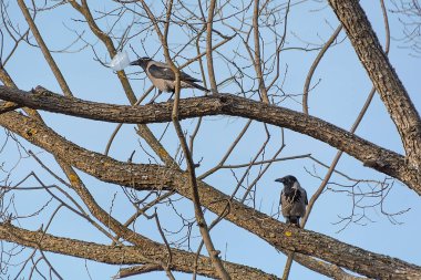 İki şehir kargası boş plastik kapaklı bir parktaki ağaç dalına tünemiş. Çöp ve hayvanlarla ilgili sorun