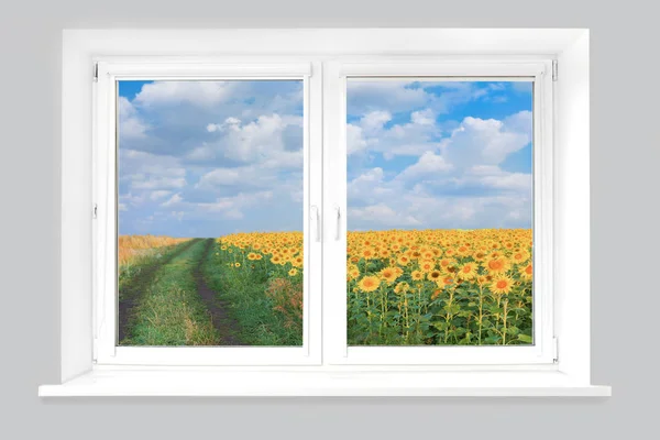 View from window on field with sunflowers — Stock Photo, Image