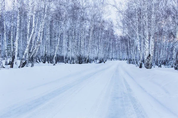 Estrada para floresta de vidoeiro de inverno — Fotografia de Stock