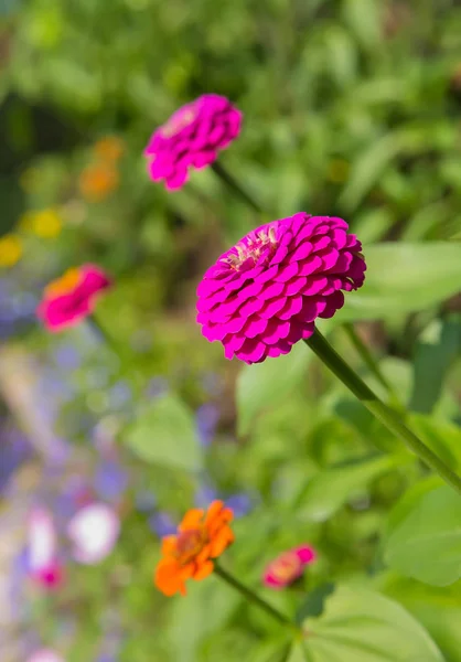 Beautiful zinnias flowers on the flowerbed — Stock Photo, Image