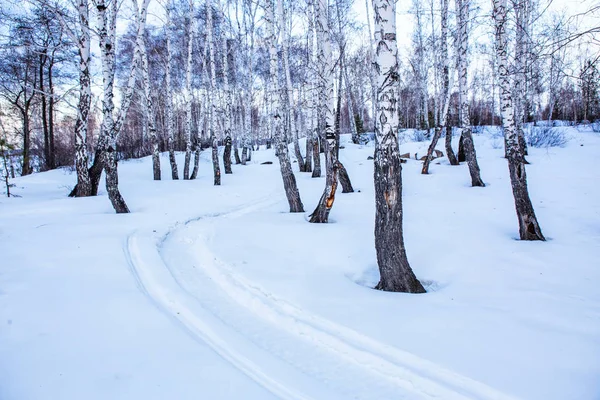 Inverno floresta de bétula coberta de neve — Fotografia de Stock