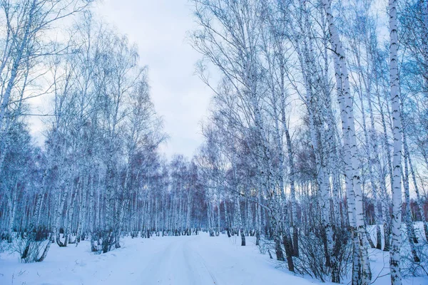 Bela Floresta Vidoeiro Coberta Neve Inverno — Fotografia de Stock
