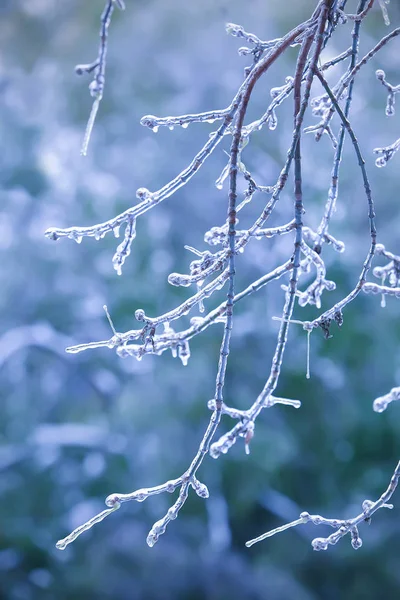 Rama de árboles cubierta de hielo —  Fotos de Stock