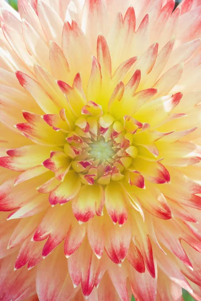 beautiful pink dahlias