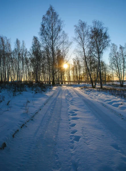 Prachtige Zonsondergang Winter Forest — Stockfoto