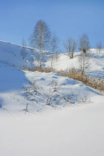 Winterlandschap met berken boom op de heuvel — Stockfoto