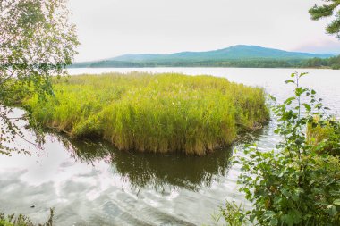 sazlık ön plan üzerinde ile göl günbatımı sahne