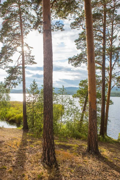 Lakeside boyunda çam ağaçları ile — Stok fotoğraf