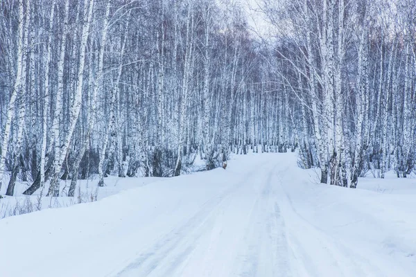 Estrada para floresta de vidoeiro de inverno — Fotografia de Stock