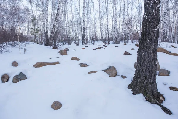 Bosque de abedul de invierno —  Fotos de Stock