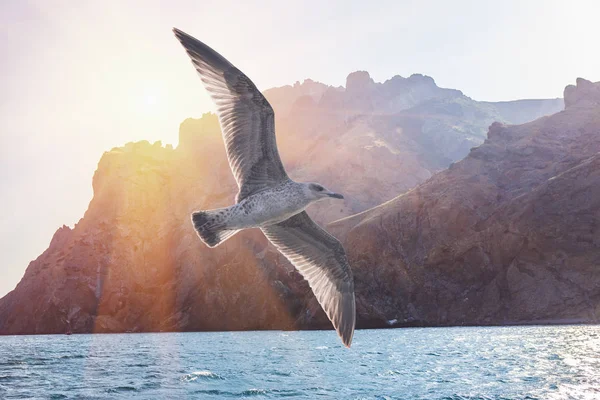 Albatros pták letu v slunečnou oblohou na hřeben skal — Stock fotografie