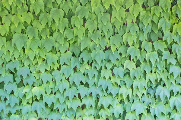 Grüne Efeu Blätter dicht bedecken Wand — Stockfoto