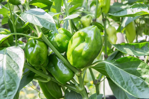 Moget grön paprika — Stockfoto