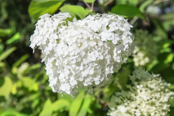 Ortensia a fiore bianco — Foto Stock