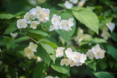 Yasemin çiçekleri yeşil Bush