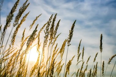 akşam güneşin gökyüzüne karşı çimen